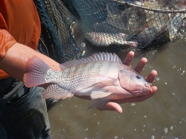 Тиляпия нильская