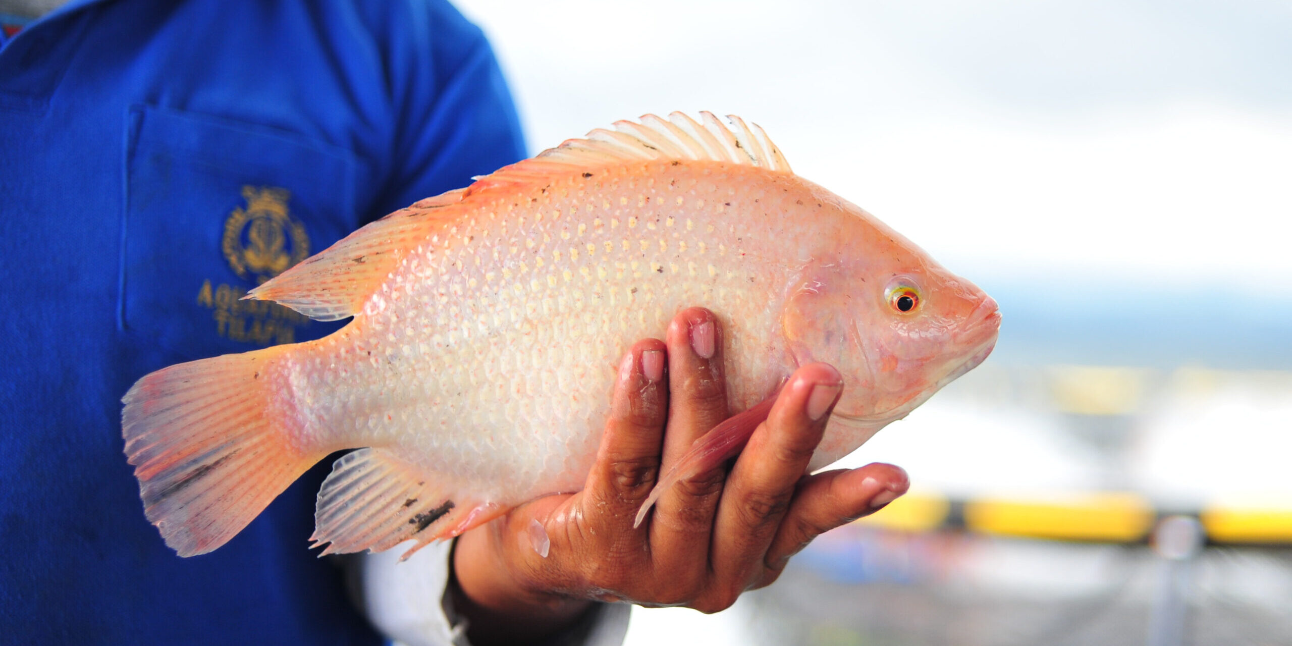 Красная тиляпия