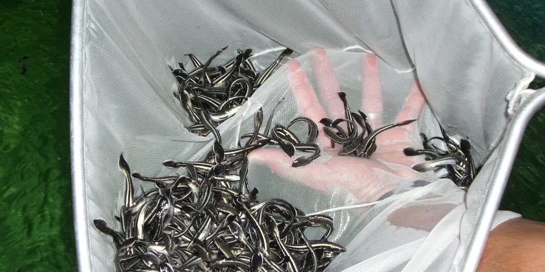 Посадочный материал для УЗВ