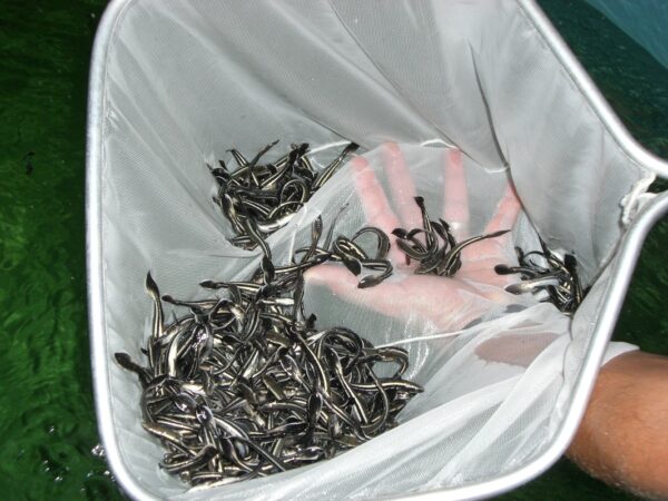 Посадочный материал для УЗВ Посадочный материал для УЗВ