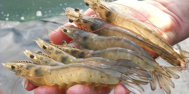 vannamei_shrimp_ua Креветка в УЗВ