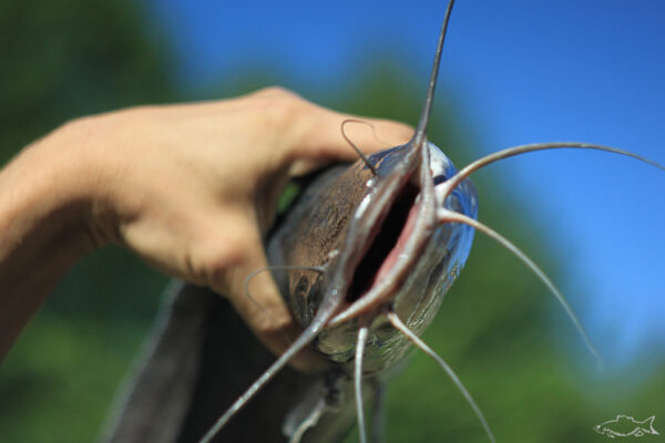 Агрессивный хищник – клариевый сом Агрессивный хищник - клариевый сом