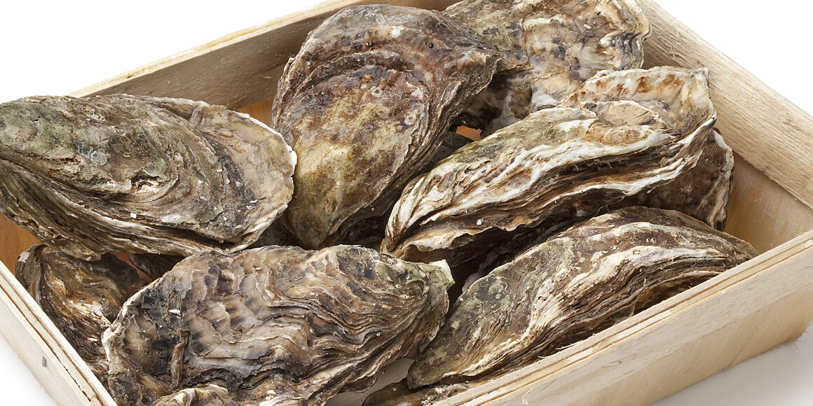 oyster_