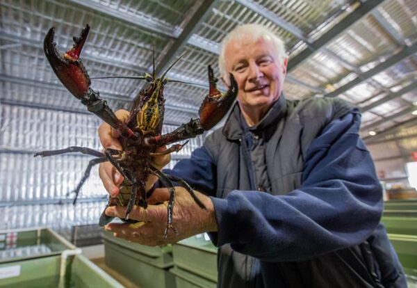 Маррон – австралійський лобстер Маррон - австралійський лобстер