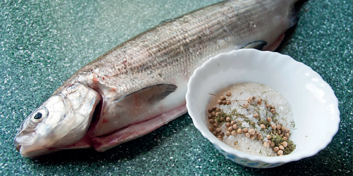 Сиг – Coregonus lavaretus Сиг - Coregonus lavaretus