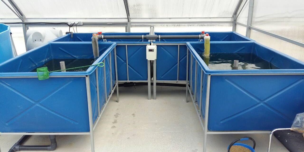 Ферма вирощування кларієвого сома