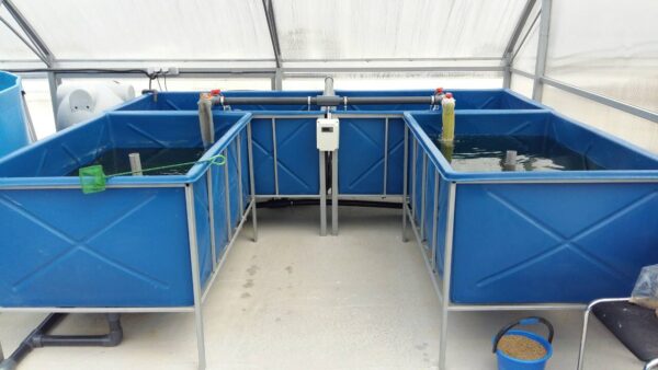 Мальковий модуль Ферма вирощування кларієвого сома