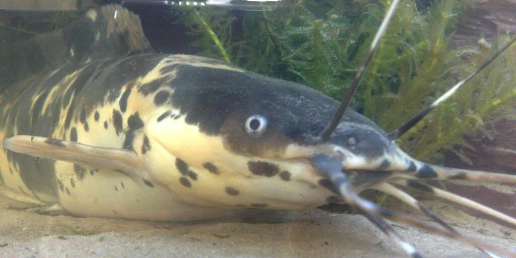 Мармуровий сом кларій Мармуровий сом кларій