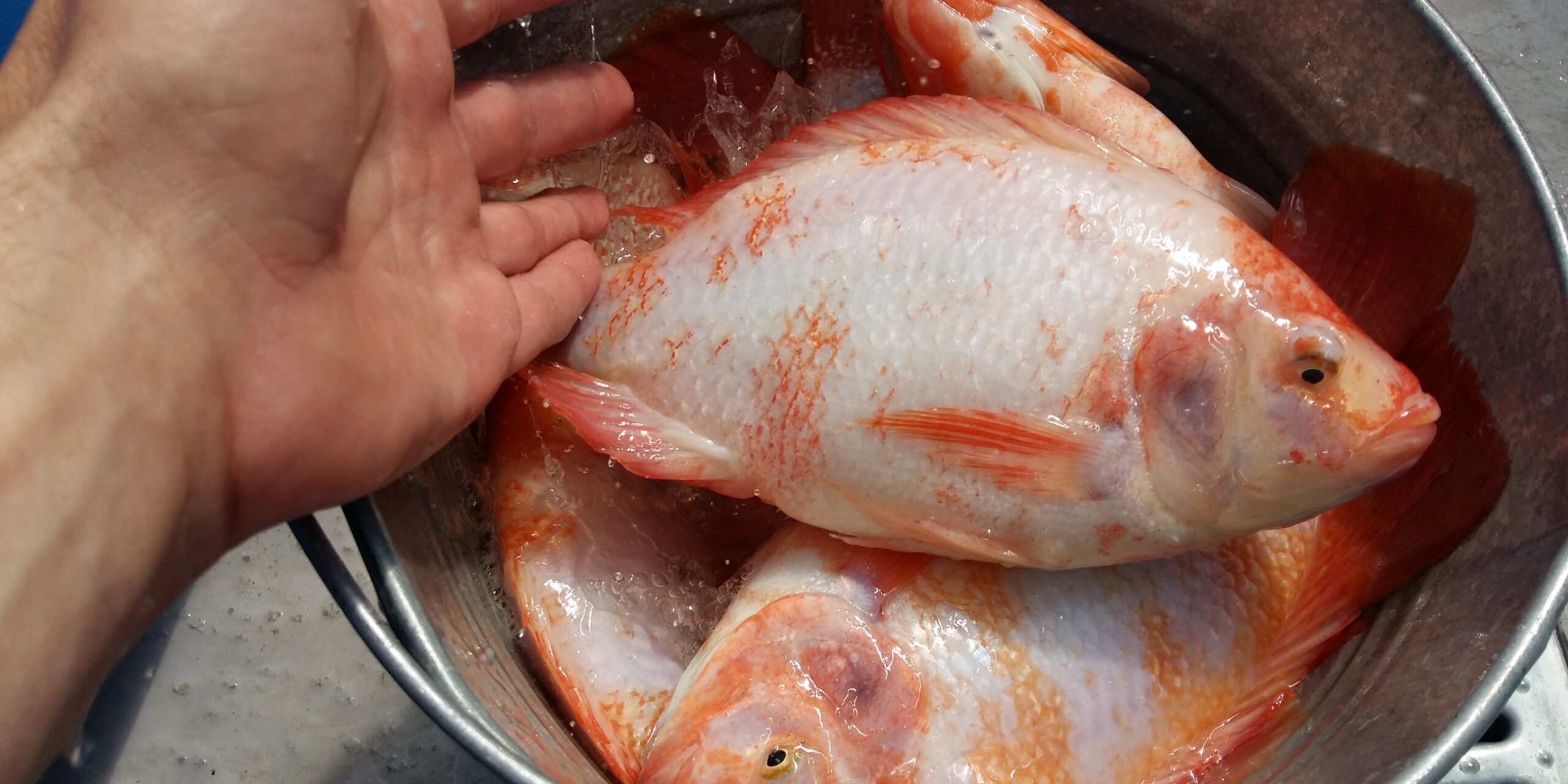 Червона тилапія