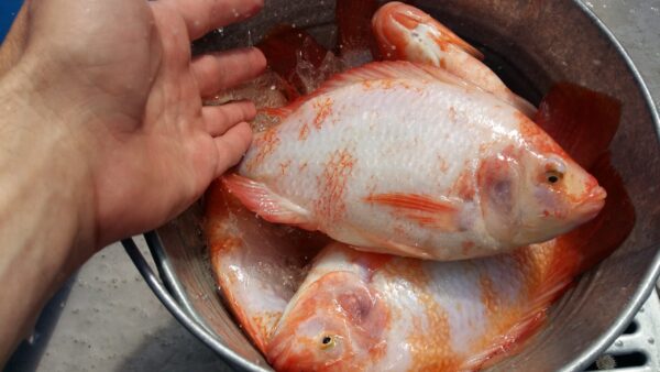 Червона тилапія