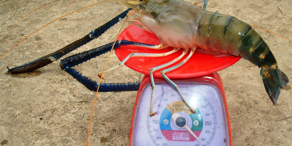 Макробрахіум розенбергі - прісноводна малайзійська креветка