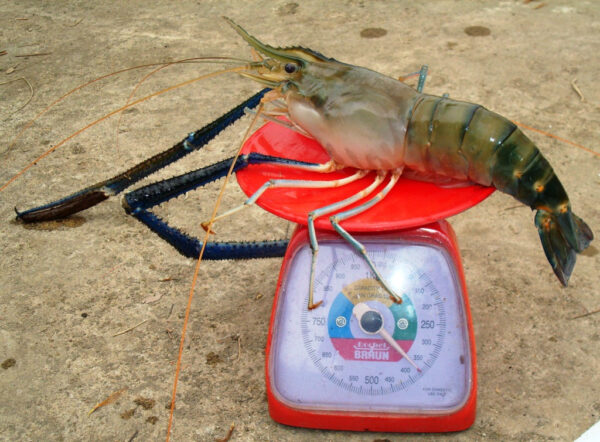 8073424551_1e30a0b1d4_b Макробрахіум розенбергі - прісноводна малайзійська креветка