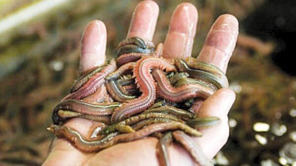 Поліхети - багатощетинкові черви