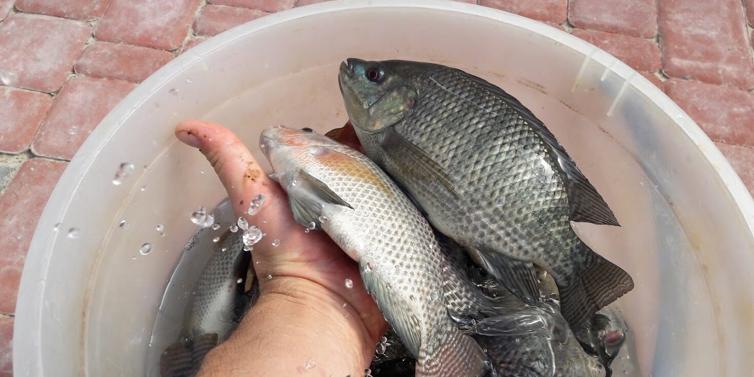 Тиляпія вирощена по технології біофлок