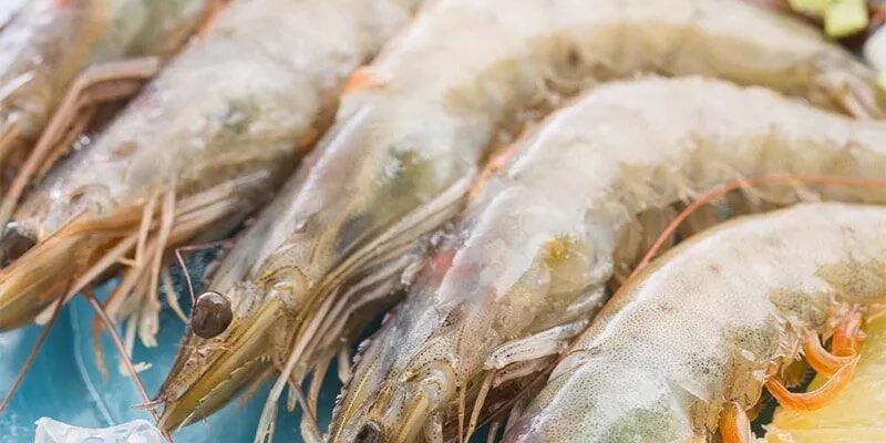 Вирощування креветок ваннамей Вирощування креветок ваннамей