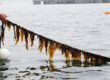 Вирощування морських водоростей