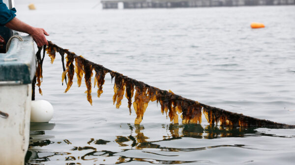 Вирощування морських водоростей