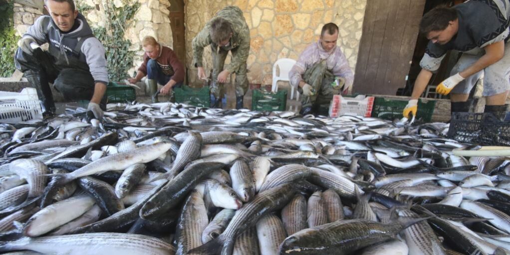 Урожай кефалі