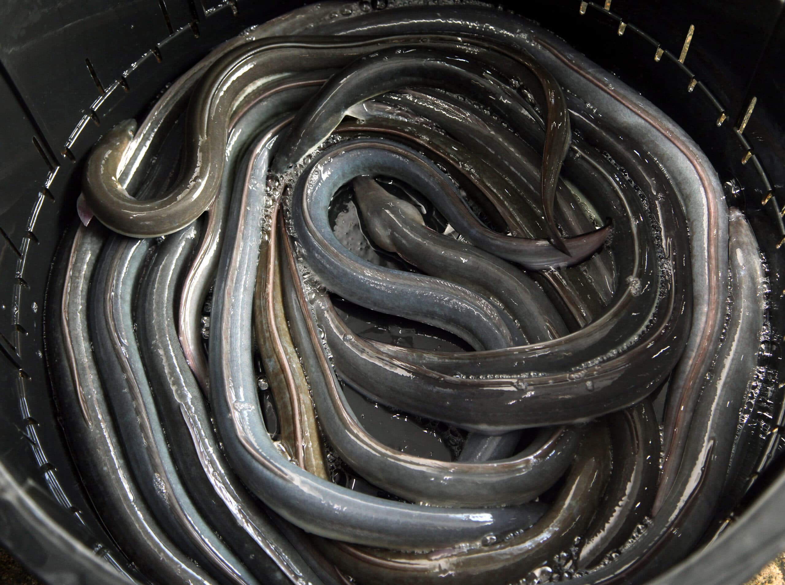 Разведение угрей