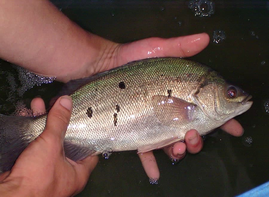 Подрощенный нефритовый окунь