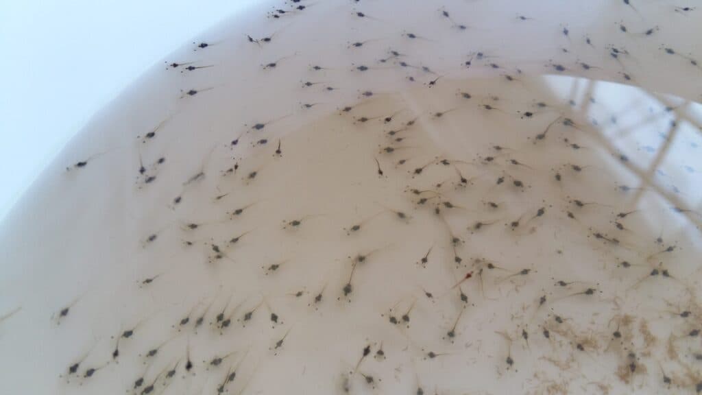 Shrimp farms in Thailand