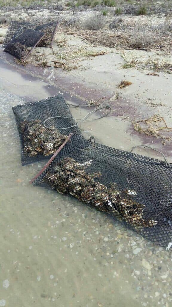 Oysters in Ukraine?