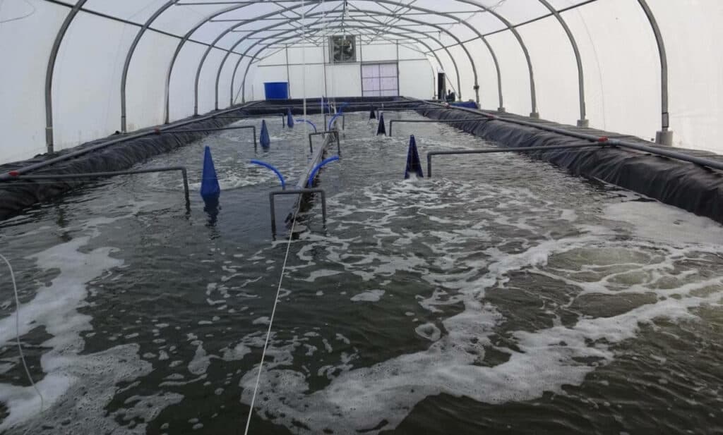 Biofloc is a modern aquaculture technology