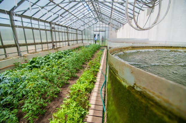 Стала аквакультура