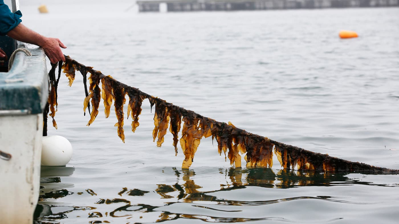 Вирощування морських водоростей