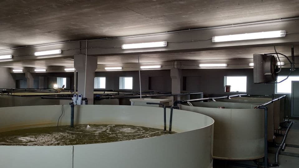 Shrimp Farm in Lithuania