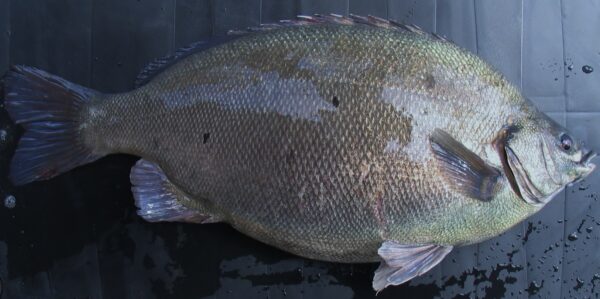 Нефритовый окунь весом 3,2 кг Нефритовый окунь весом 3,2 кг