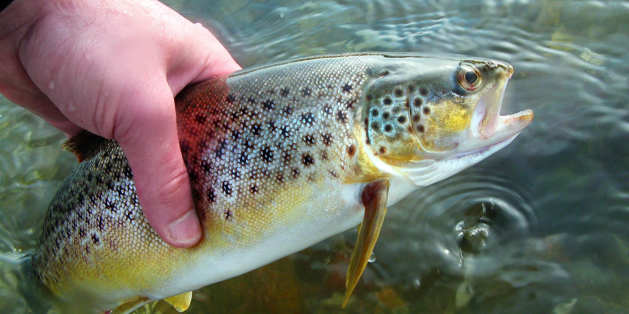 Красуня форель Красуня форель