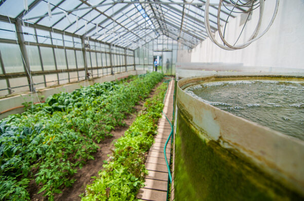 Стала аквакультура Стала аквакультура