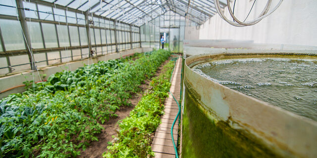 Стала аквакультура Стала аквакультура