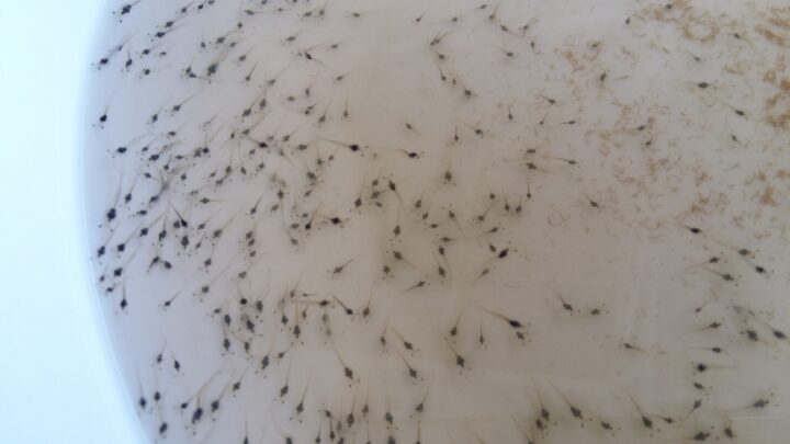 Королевська креветка