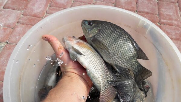 Тиляпія вирощена по технології біофлок