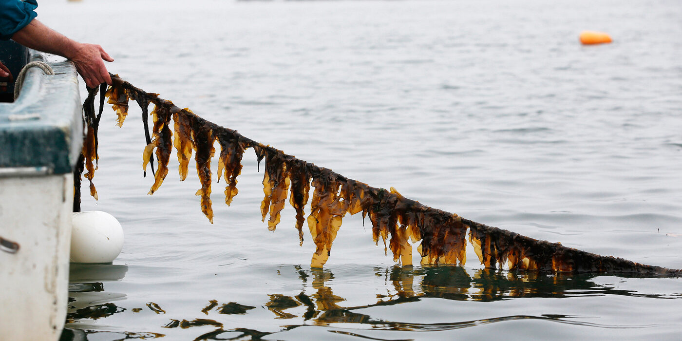 Вирощування морських водоростей