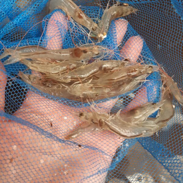 Креветка ваннамей вирощена в Україні Креветка ваннамей вирощена в Україні